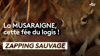 La musaraigne est une véritable fée du logis  ZAPPING SAUVAGE [upl. by Prinz]