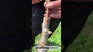 Simple grafting fruit tree l grafting shorts [upl. by Ulund]