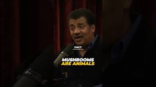 Mushrooms Are Almost Humans Ft Neil deGrasse Tyson [upl. by Andreana]