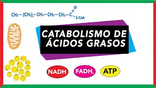 Catabolismo de ácidos grasos Movilización activación y beta oxidación  Bioquímica [upl. by Johen]