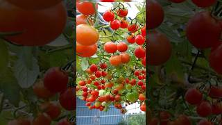 Growing Tomatoes in plastic bottles for high yields surprisingly easy garden grow shorts plant [upl. by Asilad]