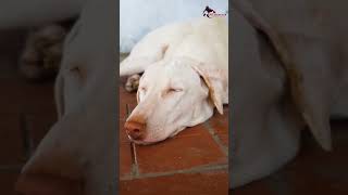 Facts About Rajapalayam Dog  Tamil  SD Kennels  Full Video link in description [upl. by Becker]