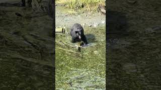 Black bear fishing with his paw in Alaska [upl. by Aubin]