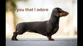 Wiener dog song Full song [upl. by Engis845]