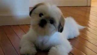 Cutest Shih Tzu Puppy Romeo Tilting Head Cuter Boo [upl. by Hayikat]