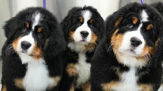 Tiny Balls Of Serotonin  Bernese Mountain Dog Puppies [upl. by Nnylyak801]