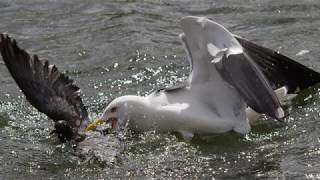 The gull who eats pigeons [upl. by Seebeck]