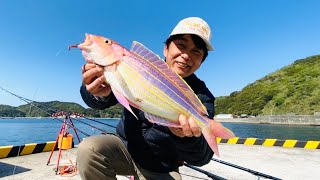 【ドン深愛媛の大物釣り】Part1どこに投げてもヤツが来る 超絶楽しすぎる投げ釣り 宇和島市戸島・小内浦編 R6410 [upl. by Goldstein]