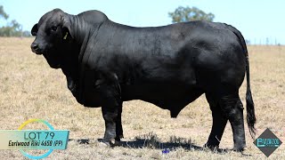 Lot 79 Earlwood Riki 4658 PP [upl. by Anicul]