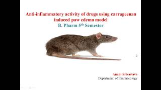 Antiinflammatory activity of drugs using carrageenan induced paw edema model [upl. by Erodavlas]