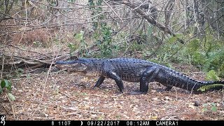 Swamp Trail Camera Pickup [upl. by Assenyl67]