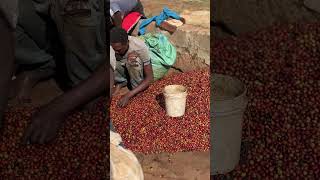 Masai Mara Coffee Cherry collection Firm [upl. by Adnirol]