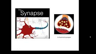 BTEC Applied Science Unit 1 Biology Synapses [upl. by Pacorro]