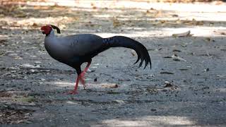 Siamese Fireback [upl. by Mayeda]