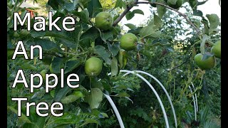 Make Your Own Apple Tree [upl. by Llevad792]