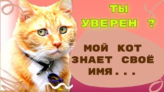 Знает ли кошка своё имя Учёные доказали [upl. by Ettezil173]