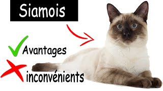 Siamois Avantages et Inconvénients  Siamois Chat Thailand [upl. by Nabetse]