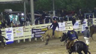 Três gineteadas em pêlo do Rodeio de Osório 2016 [upl. by Pembrook803]