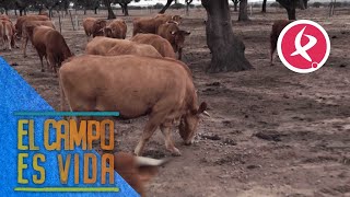 Tacos para suplementar la alimentación de las vacas de Alberto y Jorge  El campo es vida [upl. by O'Driscoll]