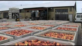 Fruit Processing in the Niagara Region video [upl. by Hildagarde50]