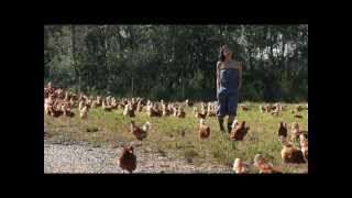 Rabbit River Farm amp Organic Eggs [upl. by Geis]