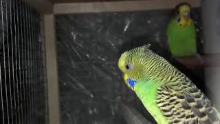 How To Take Care Of A Budgie In Summer  How To Care For A Bird UrduHindi [upl. by Regni]