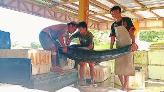 PERSIAPAN UNTUK PENGIRIMAN IKAN TUNA DAN MARLIN KE KOTA MANADO [upl. by Guilbert]