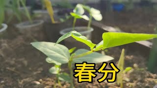 春分，适合种植，种下豆角瓜果！（第一期） [upl. by Rolat]