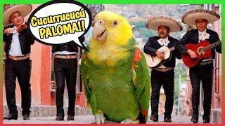 LORO CANTANDO Cucurrucucú Paloma 🕊️ 🎶 Un lorito divertido [upl. by Mchenry513]