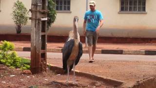 Man Attacked by African Stork [upl. by Wilmette87]