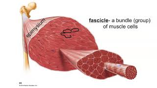 Layers of Connective Tissue in Skeletal Muscle [upl. by Mortensen905]