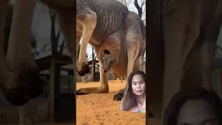 kangaroo animals kangaroo cute cuteanimals shorts shortsvideo fyp [upl. by Adlig810]