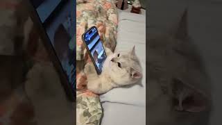 😸Kocia rutyna📲🛏️😼 [upl. by Keever]