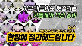 세미알바 루브라 플레미아 카틀레야 워크리아나 색상 구분하는 법 총정리  난 알아요 with 브라질 [upl. by Doownyl]