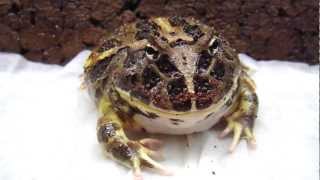 Cranwells Horned Frog Feeding on a Nightcrawler [upl. by Nnylannej299]