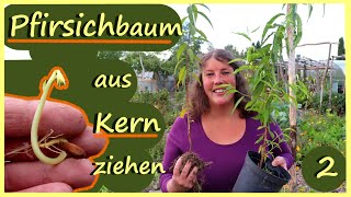 Pfirsichbaum aus Kern ziehen Teil 2 │ 2 Methoden im Vergleich │Sind die Kerne gekeimt [upl. by Lanod807]