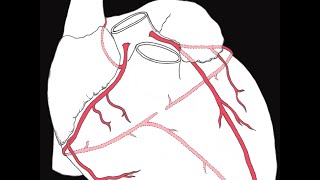 Coronary circulation of the heart [upl. by Aretta851]