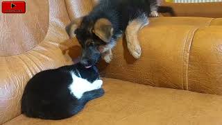 Adorable German Shepherd Babysits Foster Kittens but Got Punished [upl. by Seamus414]