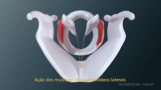 Biomecânica da Musculatura Intrínseca da Laringe  Fonoaudiologia Fonovim [upl. by Josselyn304]