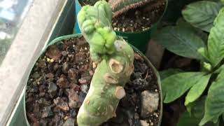 2 Years 10 Month Trichocereus Bridgesii and Pachanoi Seedlings from seed [upl. by Soinski]