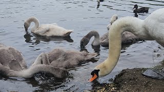 The 5 cygnets are doing well  Felix amp Autumn  feeding on seeds 6th August [upl. by Ahsotal428]