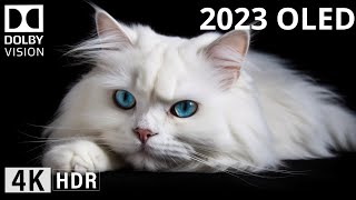 INSANE CloseUp Details  OLED DEMO 2023 4K UHD 60 FPS Dolby Vision [upl. by Gareth]