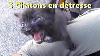 CHATONS abandonnés à leur triste sort jusquà ce que je les trouve [upl. by Jonme]