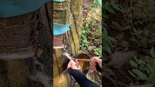 ASMR Rubber Tapping for Latex Collection  Peaceful Farm Sounds  Rural Life [upl. by Thorman]