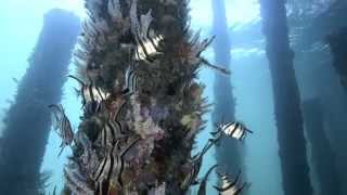 The Best of the Busselton Jetty Underwater Observatory [upl. by Pool140]