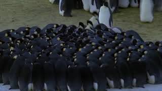 BBC’s Planet Earth Ice Worlds  Male Emperor Penguins Huddling [upl. by Atimad]