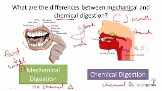 853 Mechanical v Chemical Digestion [upl. by Now]