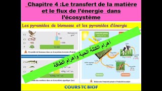 Pyramides de biomasse et dénergie SVT TCSF  Flux dénergie et de la matièreشرح بالداريجة [upl. by Aramoj]