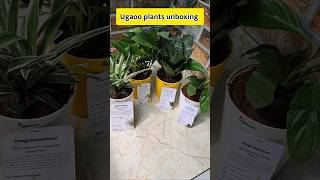 Ugaoo plant Unboxing 🪴 myntra Loot ugaoo plants unboxing shorts [upl. by Esiuqcaj192]