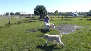 Butters wheaten terrier sheep herding part 2 [upl. by Ajaj286]